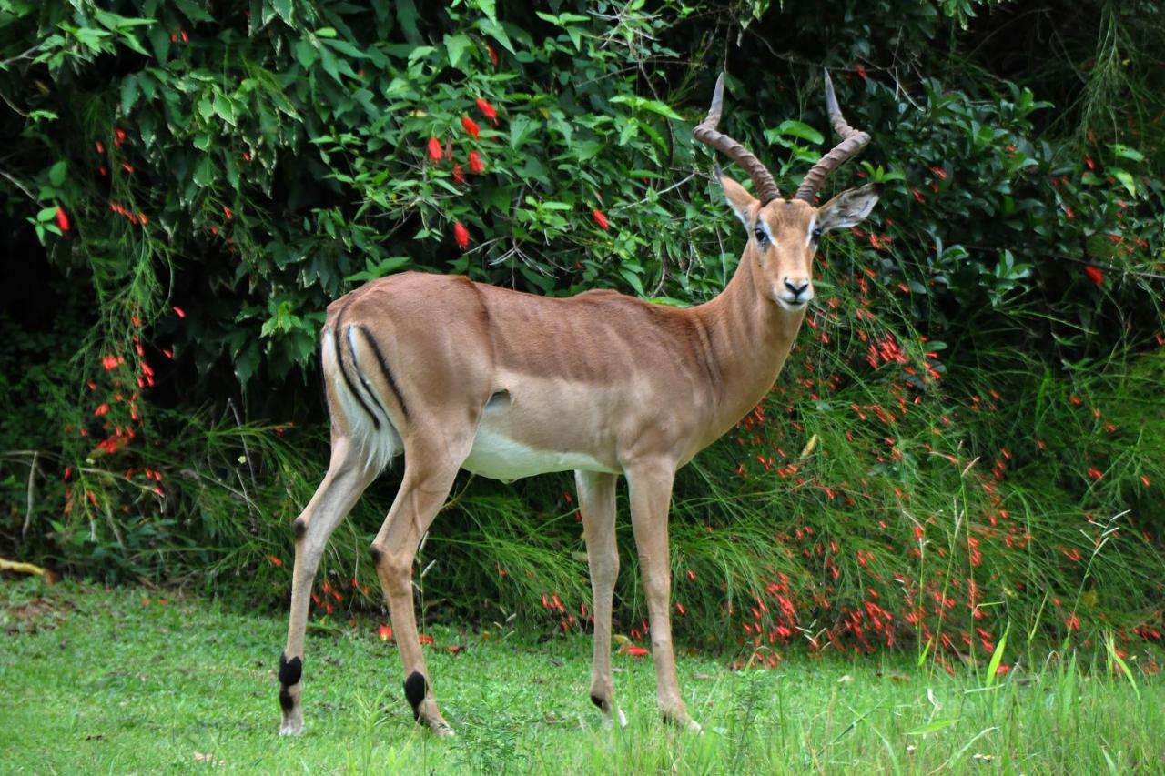 Kruger Park Lodge Unit No. 543 Hazyview Ngoại thất bức ảnh